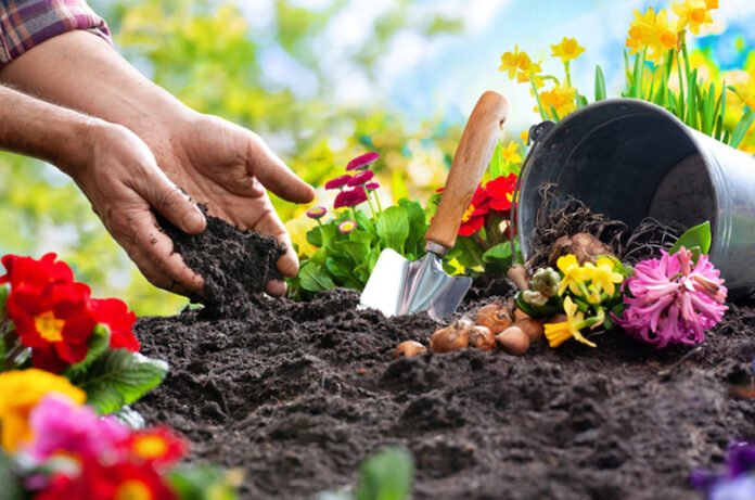 Gardening 101: Essential Tips for a Beautiful Garden At Article Reviews