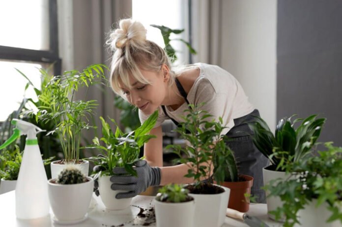 The Power of Indoor Plants: Health Benefits and Stylish Décor At Article Reviews